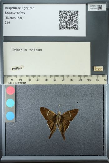 Media type: image;   Entomology 186938